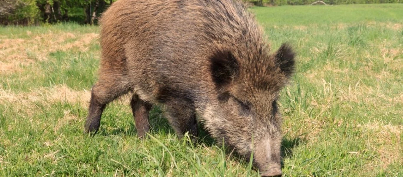 Ιταλία: Αγριογούρουνα επιτέθηκαν σε γυναίκα για να της κλέψουν τα ψώνια (βίντεο)